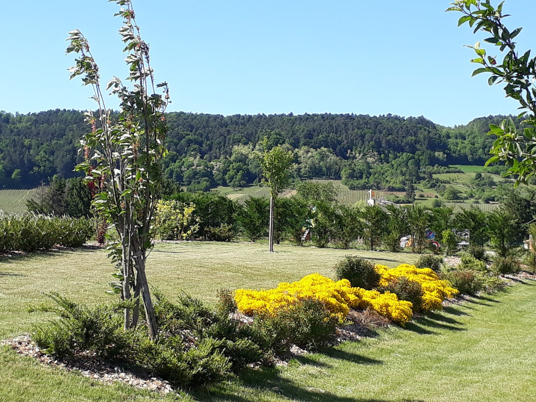 Grand jardin aménagé avec massifs de genêts en fleurs, face aux collines boisées